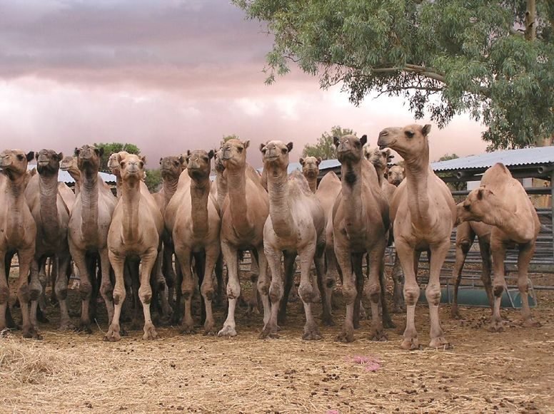 A herd of dromedary camels in a holding yard.