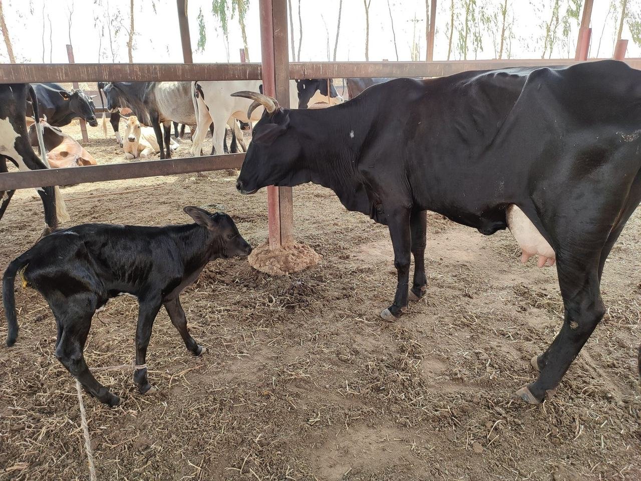 A cow and calf in a shaded pen at the farm.
