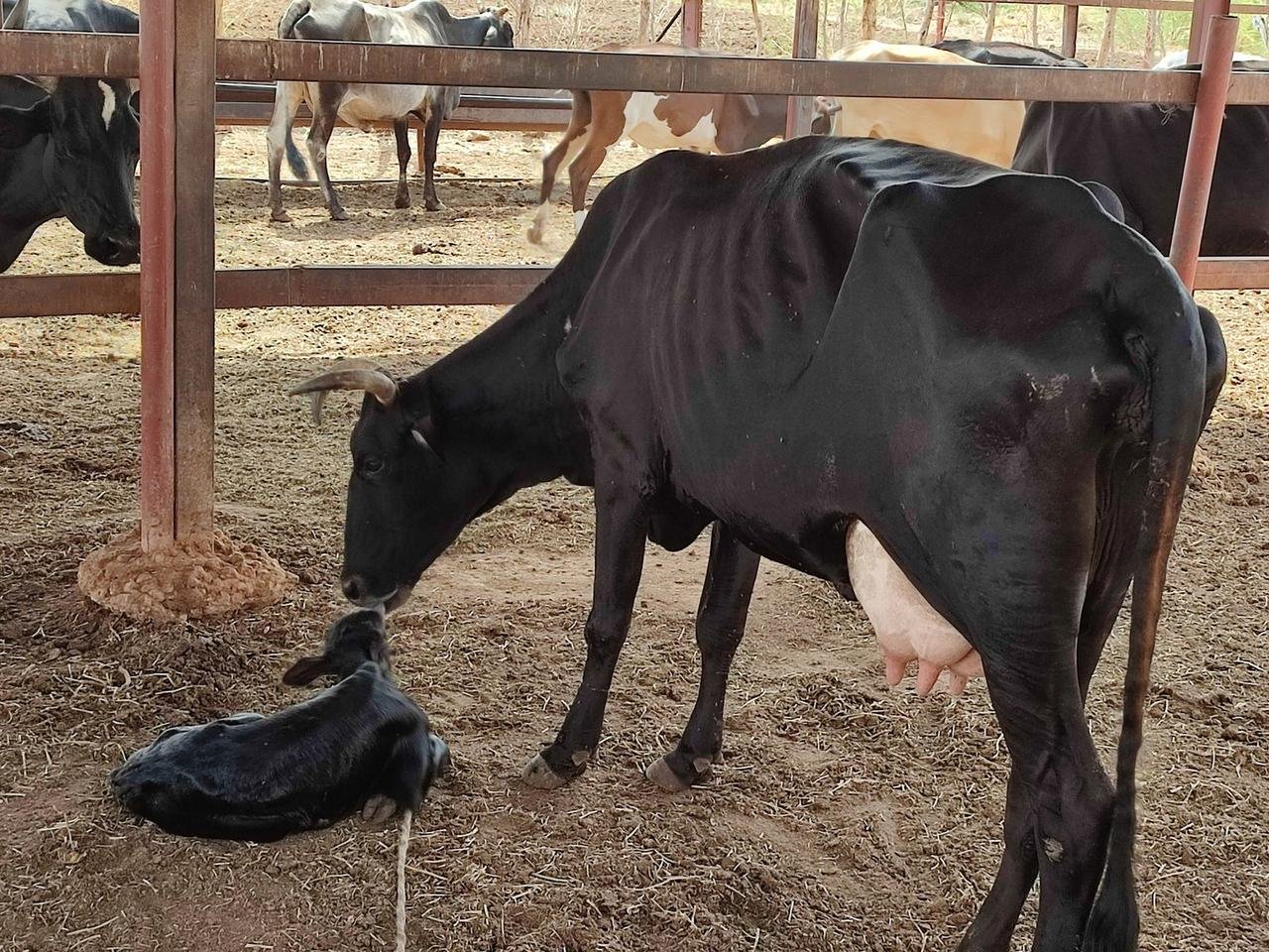 A cow tending a newborn calf in a shaded pen.
