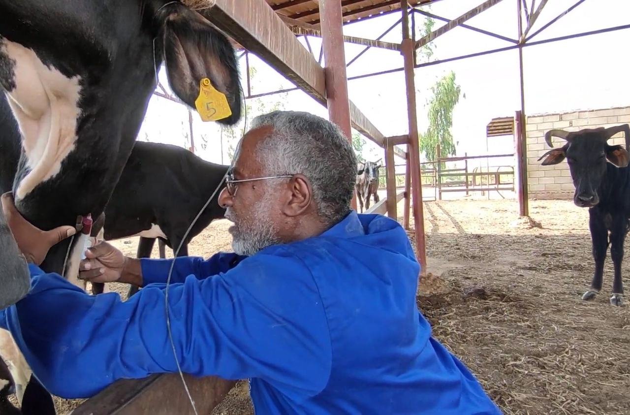 Professor Osman Mahgoub taking a sample from a dairy cow in a livestock shed.