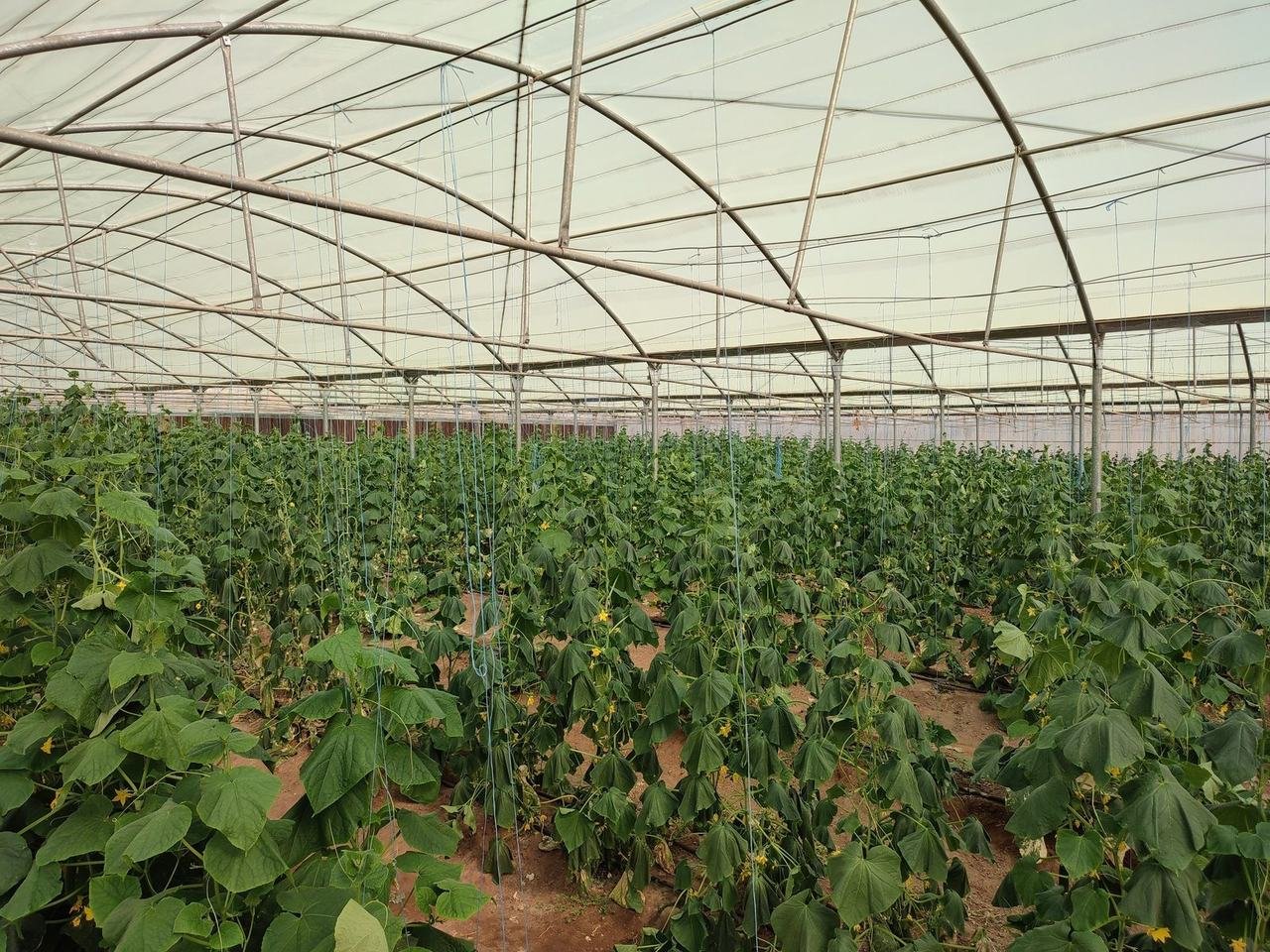 Rows of cucumber plants growing under a polytunnel.